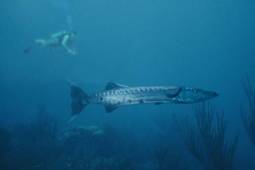 Barracuda