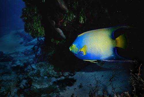 Queen Angel Fish