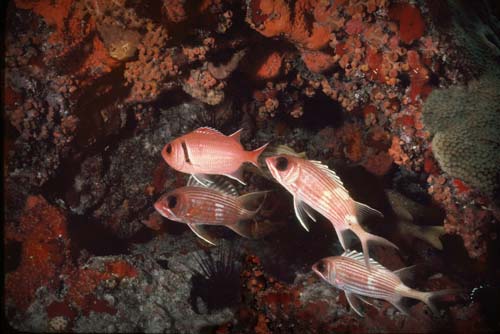 Squirrell Fishes